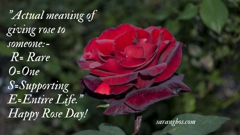 Rose Day Quotes, Wishes and Messages