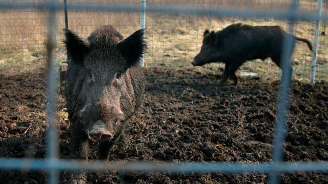 Elusive Canadian ‘super pigs’ in US who 'feed on anything'? All you need to know