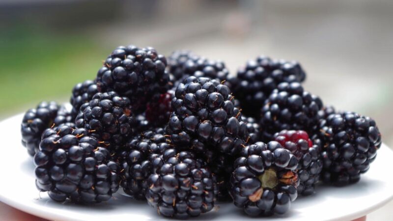 Vitamin E-rich Fruits: Unlocking a Nutrient Powerhouse for Overall Well-being