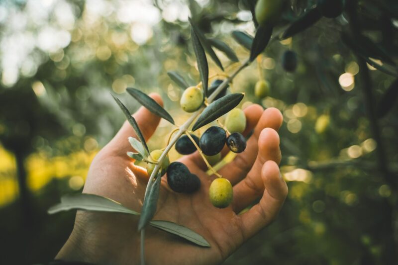 Olives Unveiled: Unlocking the Secrets to Their Health Benefits and Potential Risks