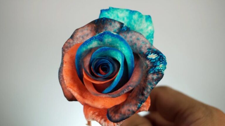 What is a Galaxy Rose and How is it Made?